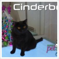 Copyright Darwin Pet Spa 2012